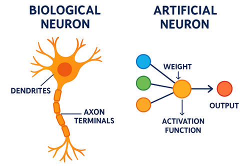 Neurone biologique vs neurone artificiel